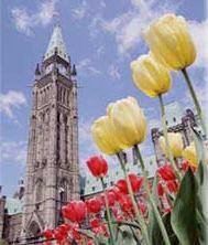 image of Tulips by the Peace Tower